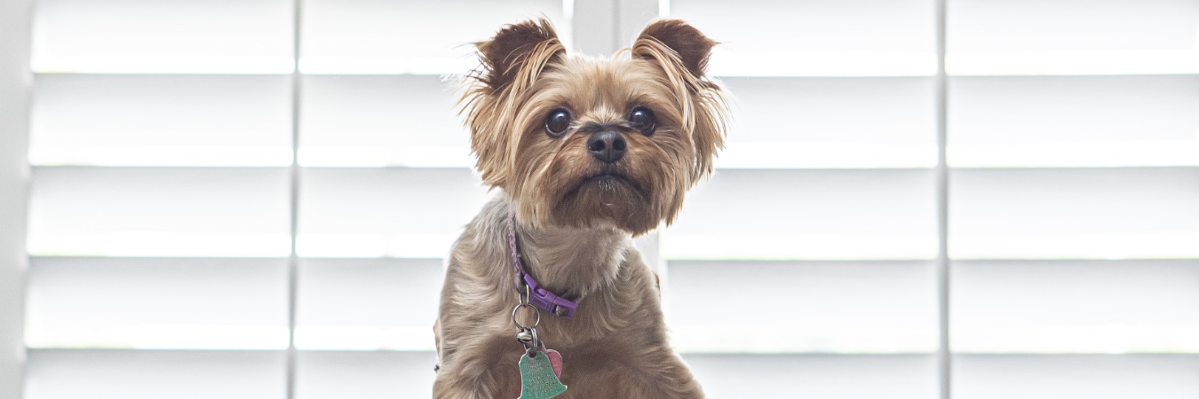 Dog in front of interior shutters in Riverside